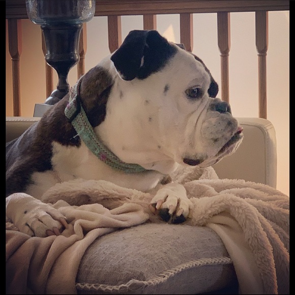 Meet your Posher, Noel - Picture 11 of 16